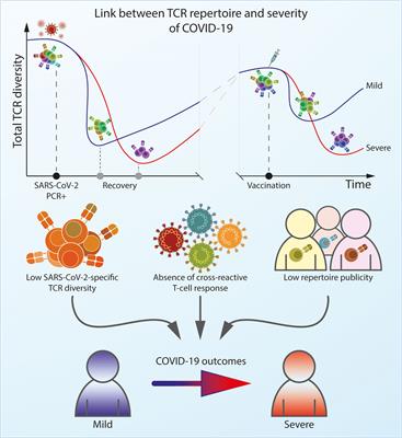 Frontiers | Architecture Of The SARS-CoV-2-specific T Cell Repertoire